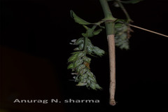 Justicia betonica var. betonica